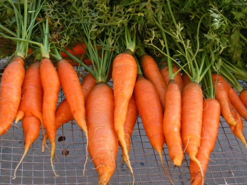 carrots-health-benefits.jpg